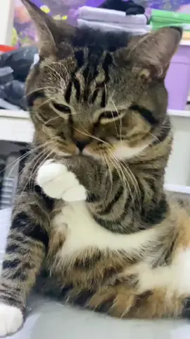 Mèo dễ thương 🐱  #cute #mèodễthương #mèocute #mèo 