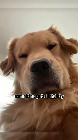 nam nhân đẹp trai vậy phải đem đi bảo tồn 😌😌#fyp #funny #haihuoc #viral #xuhuong 