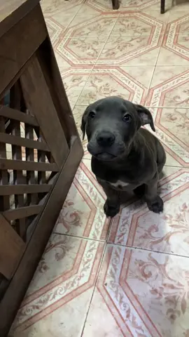 3 meses y luego con 7 meses🔥🐊🦍#mtb #americanpitbullterrier #pitbullterrier #americanbully #staffordshirebullterrier  