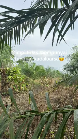 Berperoses dan buktikan👌#fyp #masukberanda #petanisawit🌴 #petanimuda 