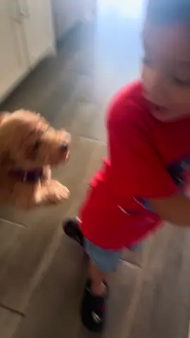 A que mia 🤦🏻‍♀️🤦🏻‍♀️ #goldendoodlesoftiktok #CapCut 