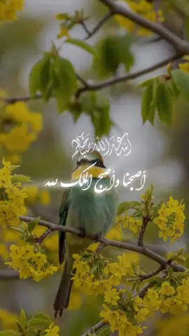 من أذكــــار الصباح🤍🌱 