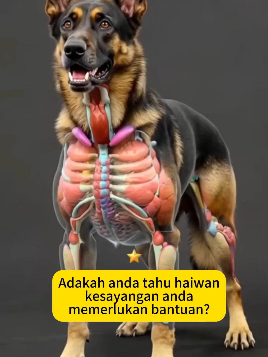 Solve your pet's digestive problems#cat #dog #probiotics#pet