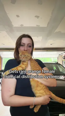 #cat #catsoftiktok #cattok 