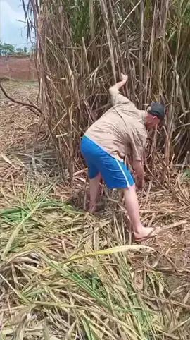 tak bon e tukang tebang luwar negri ben dang mari tebu e 🤣🤣🙏🙏#fypfiralシ #vidiolucubikingakak #vidioviraltiktok ##fyp #petanitebu #fypシ゚ #ngakakkocak #fyppppppppppppppppppppppp #fyp 