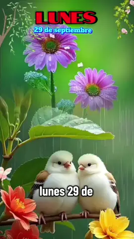 oración  de la mañana hoy lunes 29 de septiembre,  feliz inicio de semana.  #buenosdias  #felizdía #lunes  #viraltiktok #paratiiiiiiiiiiiiiiiiiiiiiiiiiiiiiiiiii🦋 