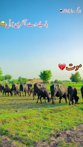 تیرے روسے موت دیسیندن#بابا۔طالب۔حسین۔درد #varil #song #flypシーforyou_vairal_ #video 