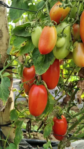 #campo #agriculture #trabajo #🍅 #❤️ 