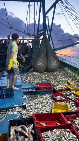 K có mực có cá cũng được!#suhuongtiktok ###làmmucdêmđaoPQ 