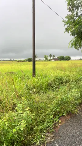 Keadaan cuaca dinegeri kedah.. awan mcm nk runtuh oooo#jelapangpadingeriku🌾🌾🌾 