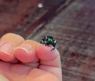 Lil Webby just enjoying the view #jumpingspider #regaljumpingspider #spider #halloween 