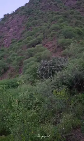 رجال المع كوخ العسل###explore #fyp 