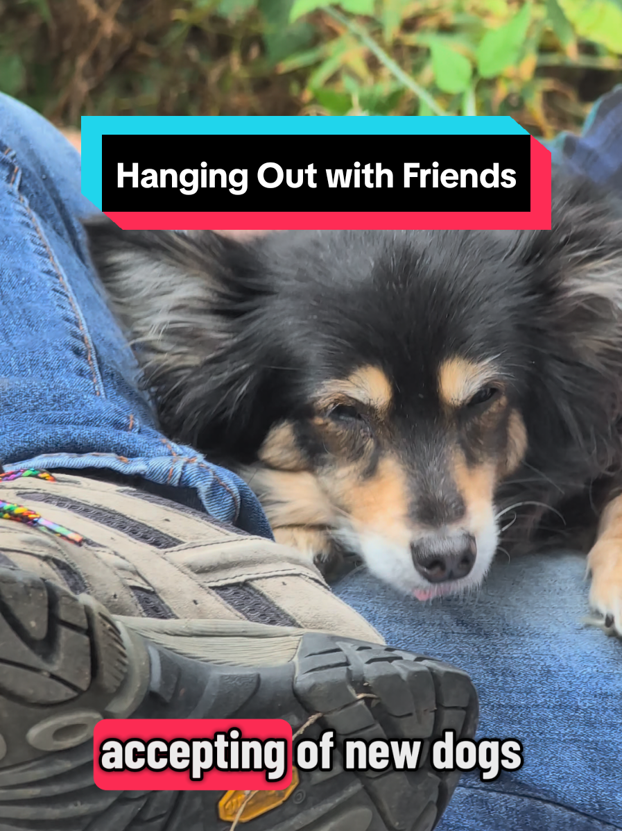 It has been a LONG journey with Kirin's reactivity but medication, training, and time have helped us make significant progress and he is very accepting of new dogs under the right situations. #dogsoftiktok #saluki #azawakh #dogfriends #Outdoors 