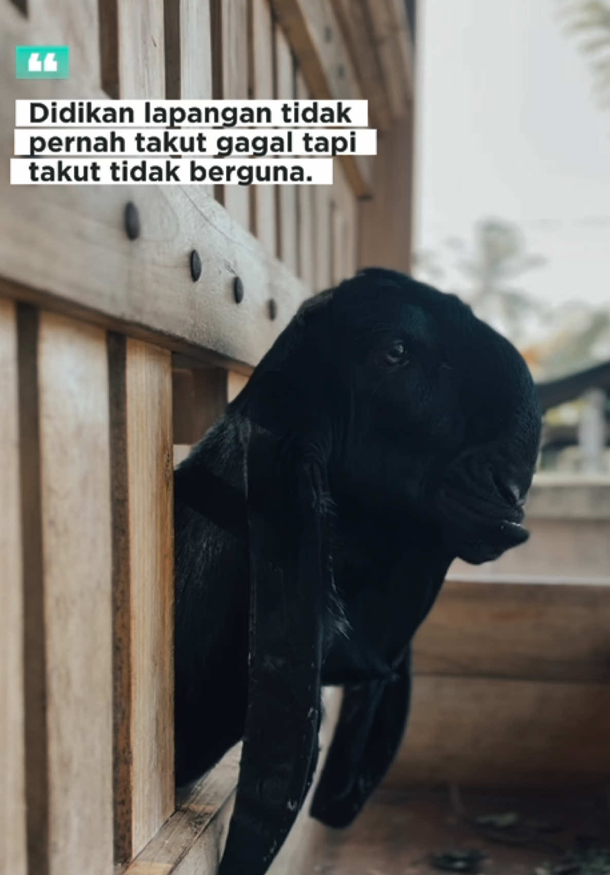 Bismillah konsisten berusaha Bermanfaat untuk Nusa dan Bangsa 😁 #kambingsenimalang #ettawabreedingkontes 