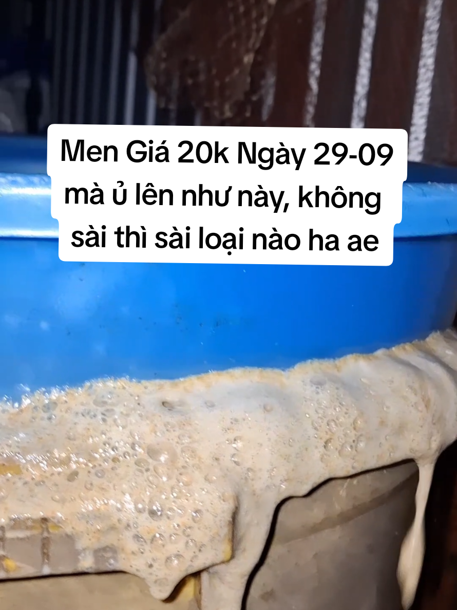 Men vi sinh giá 20k ủ 5 tiếng mà lên mạnh như vầy , ae không sài thì sài loại nào đúng không ae #men #nuoitom#hashtag  #xuhuong #caubaduong94 
