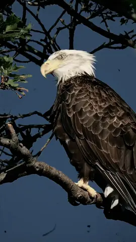 عارف ان انت شايفني وحش عشان جيتلك دوغري #ابعتهالوو💥👊_مشاهير_التيك_توك❤️💫🌎🤍 #ترند #تصميم_فيديوهات🎶🎤🎬 #اخد_الحق_صنعه🤌 #الشعب_الصيني_ماله_حل😂😂 