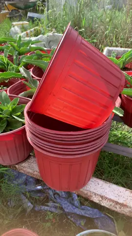 Chậu nhựa TTK280 :Miệng 28 cm cao 21 cm .Chậu này trồng được 3 cây vạn thọ