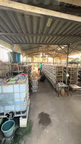 #madura #malang #pasuruan #jombang #mojokerto surabaya dan sekitarnya