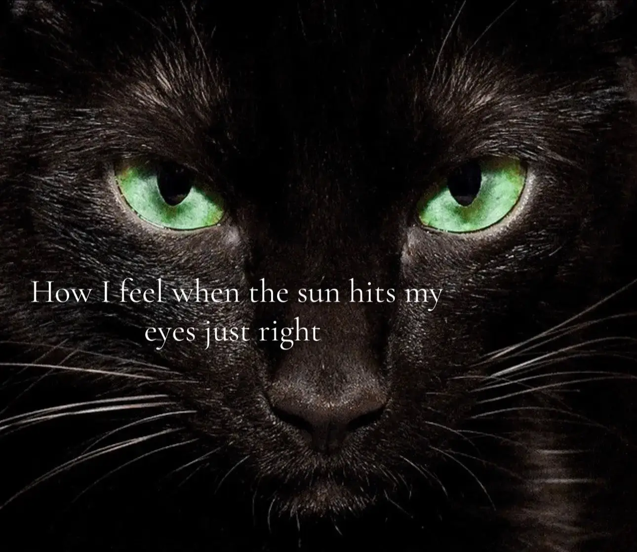 #fyp #eyes #centralheterochromia #cateyes #trend 