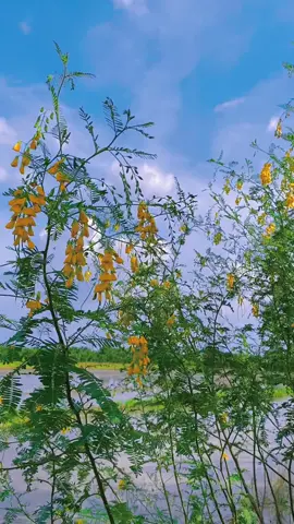 Bông điên điển hương vị mùa nước nổi #quehuongmientay #xuhuong 