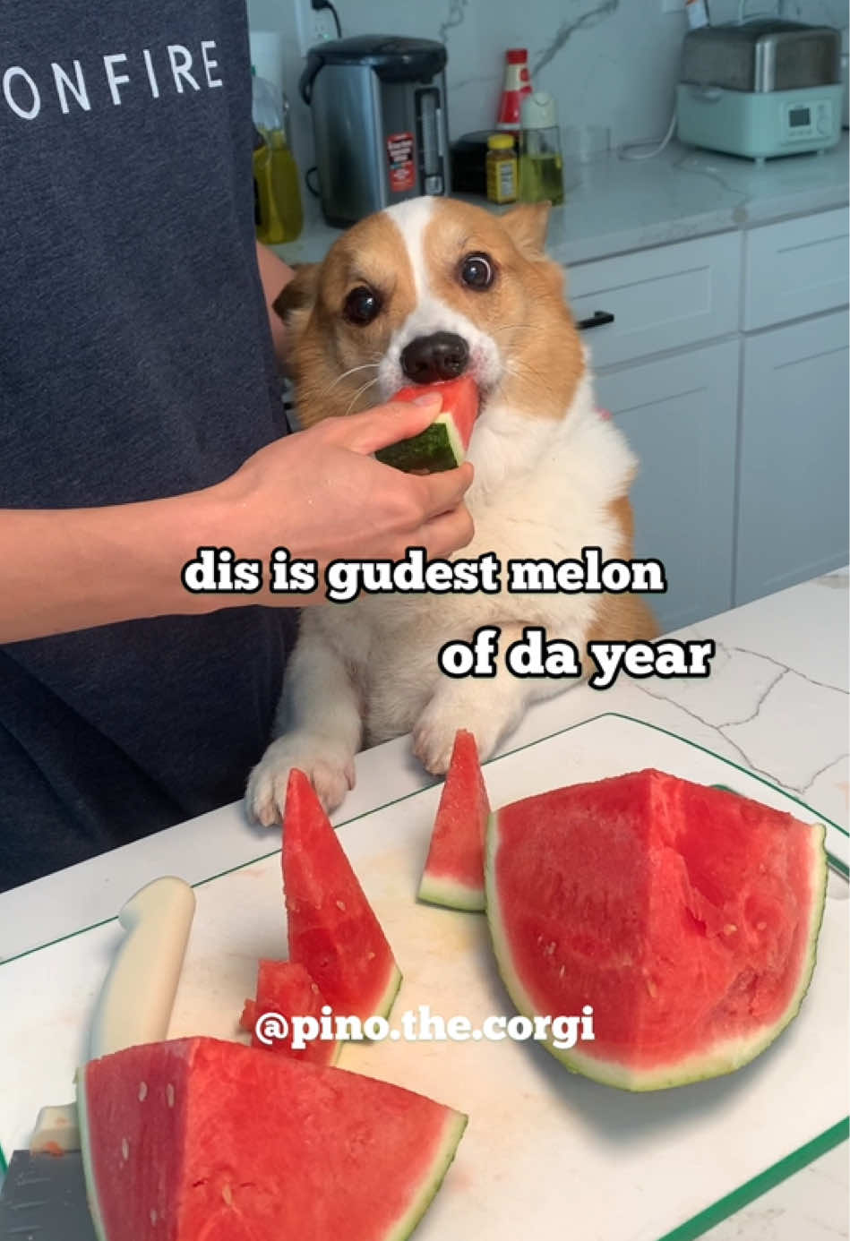 Who else would love to share  🍉 with me? . #fyp #watermelon #funnyanimals  #Foodie #happydog 