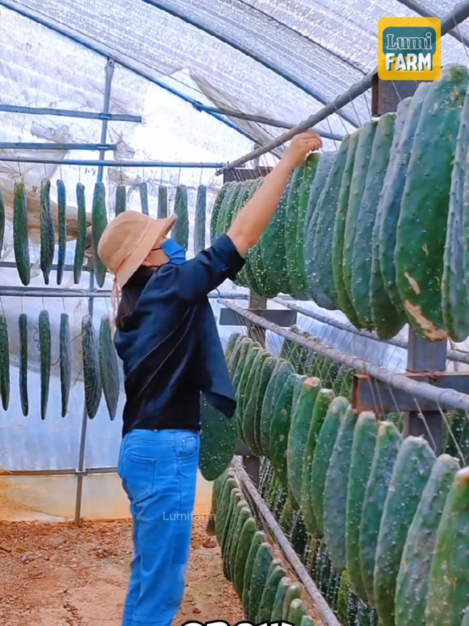 Why do Chinese people raise insects on cactus leaves? #cactus #lumifarm