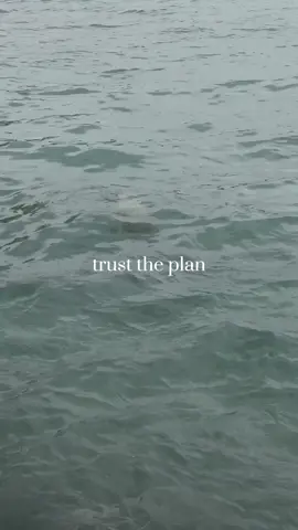 🐢 in hawaii #turtles #hawaii #visithawaii #wildlife #nature #hawaiivlog  