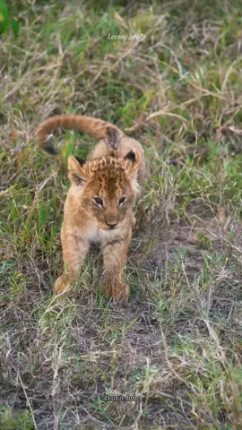 Cutties from Fig Tree Pride! #figtree  #figtreecubs  #figtreepride  #wildlife  #fyp 