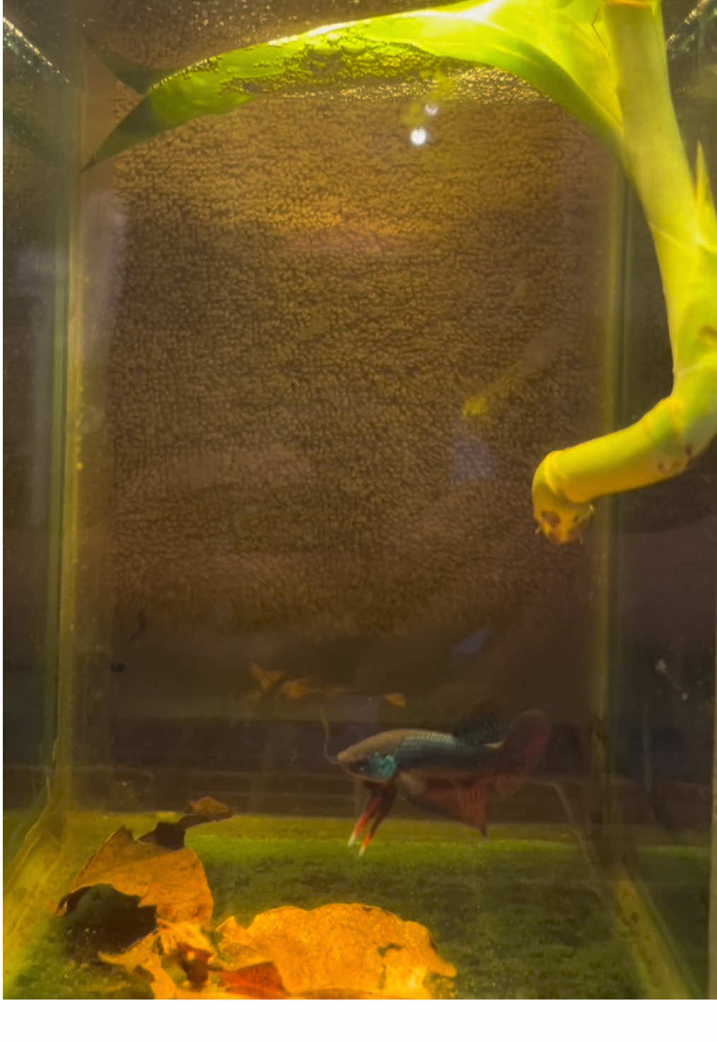 สดเกิน💯 #ปลากัด #ปลากัดกาฬสินธุ์ #ปลากัดอีสานลูกผสม #วัยรุ่นหมู่5 #ทีมงานวัยรุ่นหมู่5 