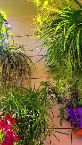 ‏صباح الورد والفل والياسمين#🌺🌺🌹🦅❤️❤️🦅🦅🎤🎤poiuytrewq #