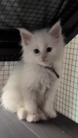 #eaglegrovemainecoons 