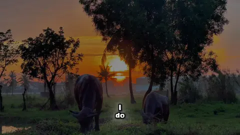 Ánh sáng hoàng hôn của những ngày mưa #chill #nhachaymoingay #viralvideo #viral #CapCut  