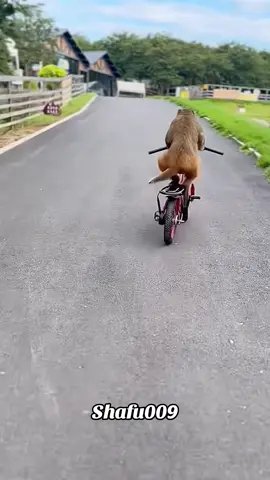 #粉丝一千万#animals#funny#foryou#fyp 