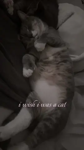 i wish i was a cat so i could talk to them 