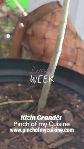 New week #haitianchef #haitiantiktok #onlineshopping #cheflife #caribbeanchef #chef #foryoupageofficiall 