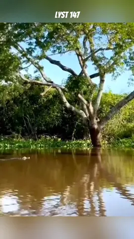 Hồi hộp cảnh Báo Đốm săn cá sấu trên thân cây cao. #dongvat 