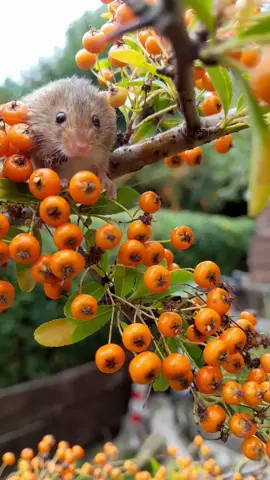 Mr jingles out in the berries 