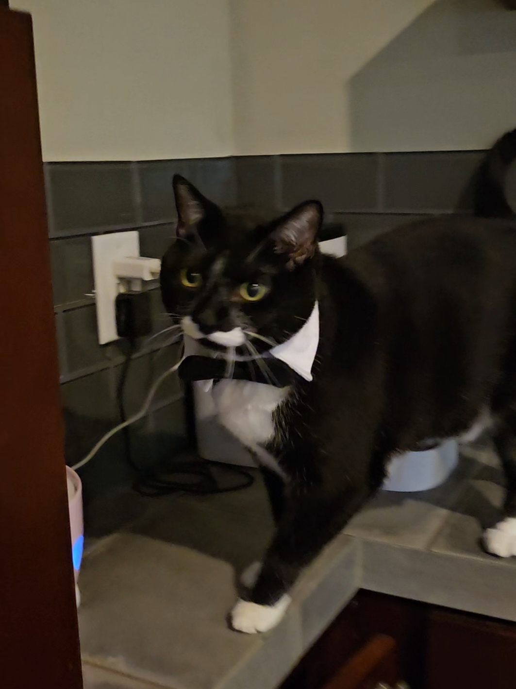Doggie wedding 🥰 #tux #gato #stache #doggiewedding #weddingpeople 