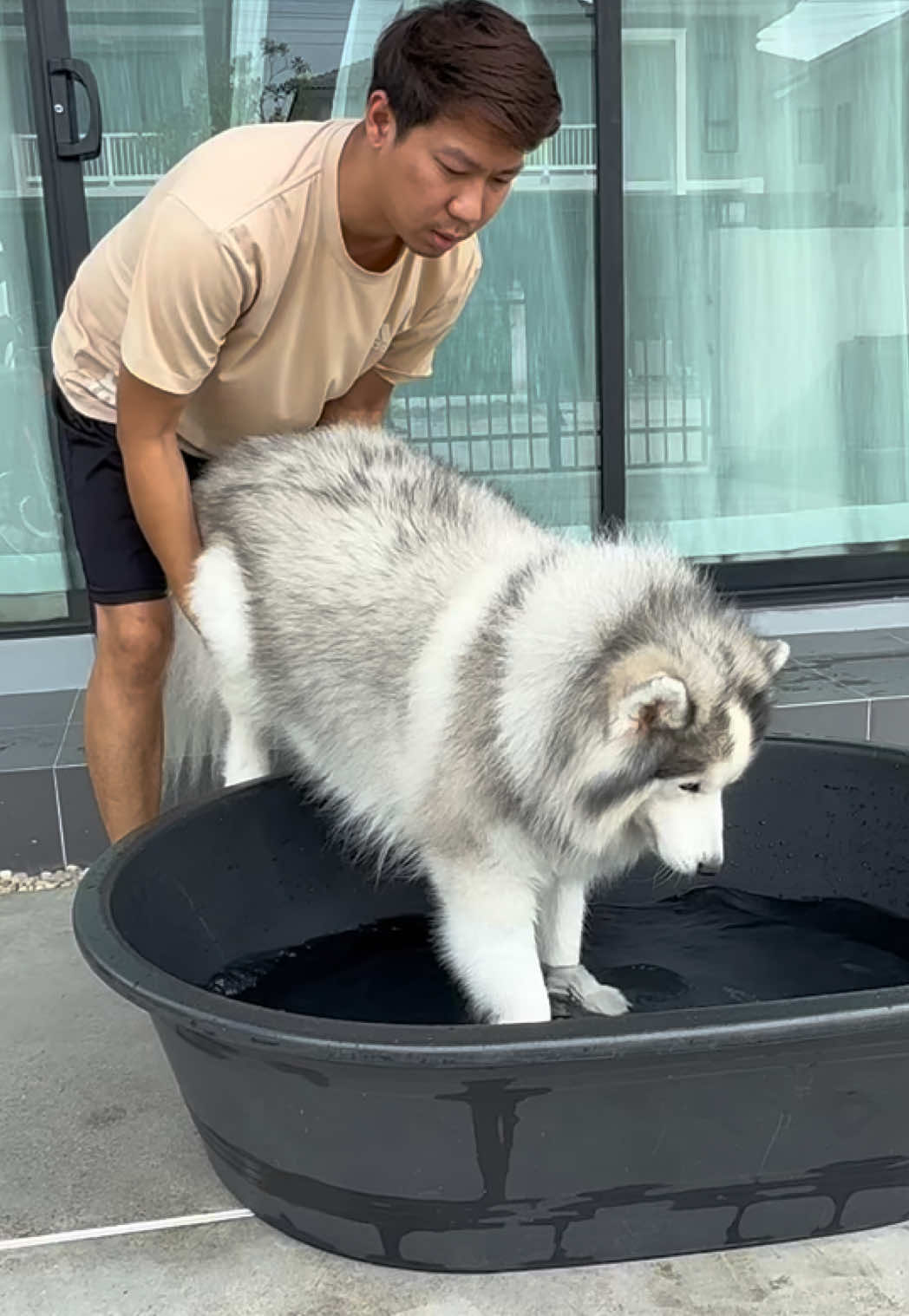โอ้ยยย แม่พากย์ เฟ่ไม่ได้พากษ์นะพี่ๆabc😩#สวนสัตว์tiktok #สัตว์เลี้ยงtiktok #เจ้าหมาคาเฟ่ 