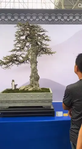 Triển lãm Bonsai Trung Quốc. tác phẩm trực lạ mắt. #duoibonsai #bonsai #bonsaitree #lingnam 