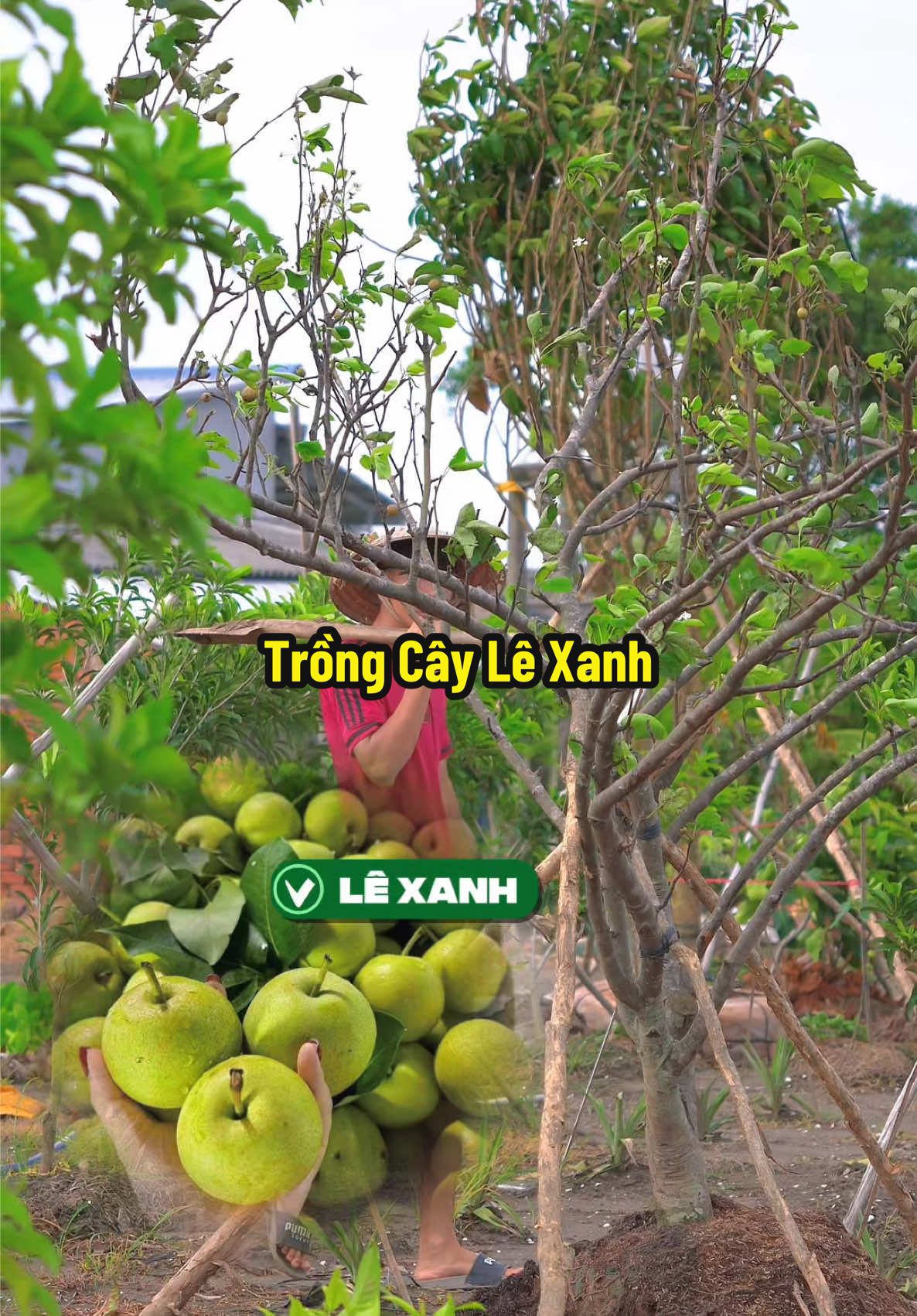 Mua Cây Lê Xanh Về Trồng Vào Vườn Với Hiển Nha #hienonha 