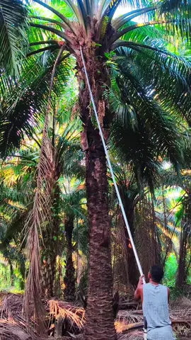 resiko memotong pelepah dari depan👏🤨#anakrantauindonesia #nttpride🏝🔥 