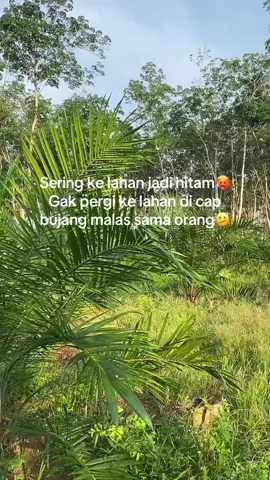 #sawit #sawittiktok🌴🌴🌴 #ppksyangambi🇮🇩🌴🌴 