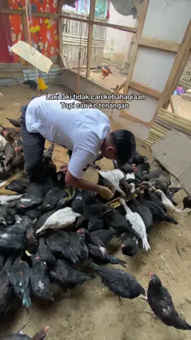 Ketenangan untuk ke depan adalah kunci #perternakkalcer #peternakan #peternakayam #bossmuda #peternakmuda 