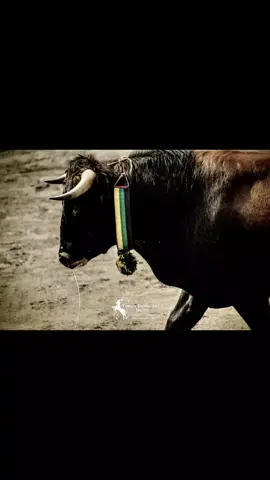 #contenido🤠🐂❤️ #En La sala de Un Hospitla ,estoy postrado..🤠🫵🤕🩸#taurinos_de_corazón♥️🐂 #apoyamecontu♥️ #paratii🤠♥️ 