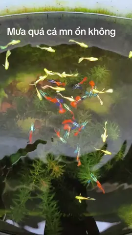 Ngắm cá mùa mưa bão hic #huytran #guppy #thuysinh #thuysinhngoaitroi 