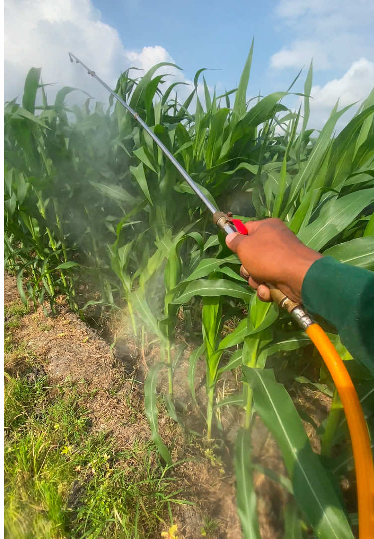 petani jagung. jadwal sepray fungi,insek & nutrisi lokasi ke2 lahan300. usia 50hst ke atas paling rentan terhadap jamur. lupa pakai masker kacamata muka langsung basah kuyup pestisida. ingatt ya guys utamakan sefety!!!#petanimuda #petaniindonesia🇮🇩🇮🇩🇮🇩🌿🌿 #petani #petanimilenial #petanijagung 