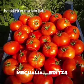 ada yg mau versi boboiboy ga? #amato #mechamato #jjamato #fyp #tomat 