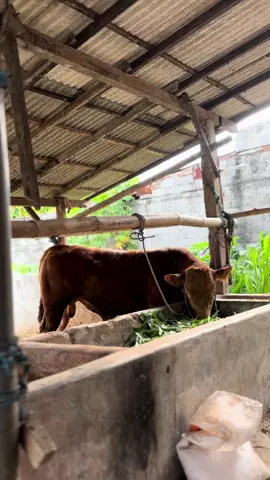 AIKO🫰🏻#fyp #sapi #peternakmuda #peternaksapiindonesia 