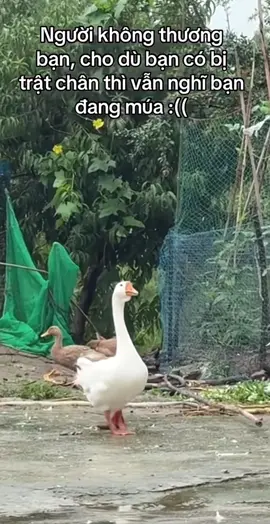 Người thương em thật lòng, em giả vờ khóc đã vội dỗ dành em #viral #xuhuong #tiktok #office 